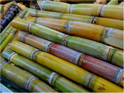 Sugar Cane Candy